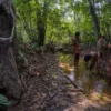Orang Rimba Beradaptasi dengan Pola Hidup Baru di Taman Nasional Bukit Duabelas