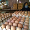 Penurunan Harga Telur Ayam di Jakarta: Dampak dan Penyebab