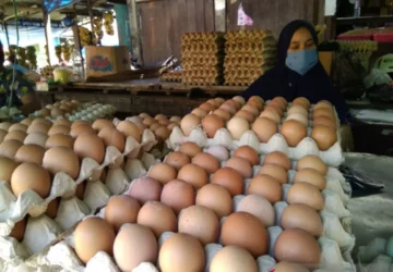 Penurunan Harga Telur Ayam di Jakarta: Dampak dan Penyebab