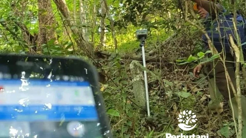 Perhutani KPH Balapulang Dampingi Pengukuran Penataan Batas Kawasan Hutan di Brebes