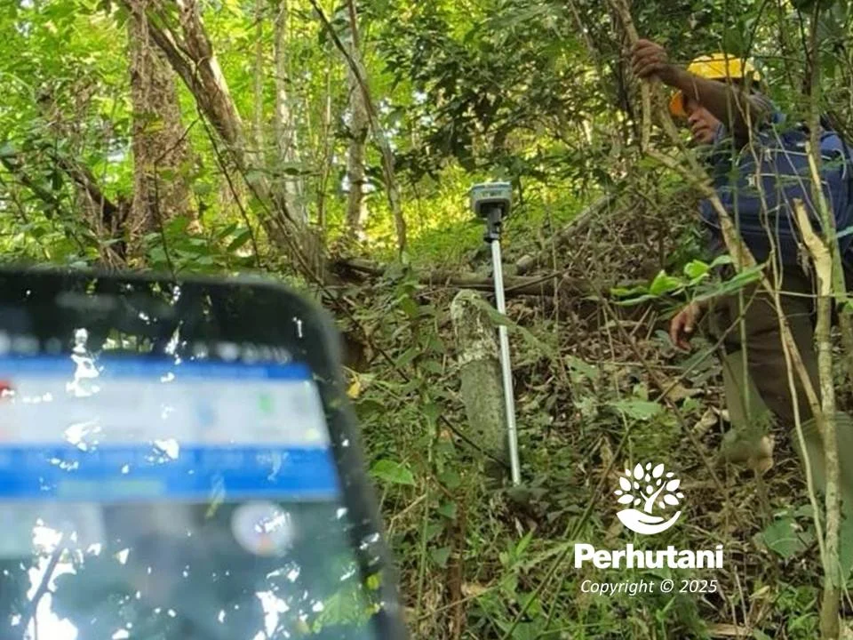 Perhutani KPH Balapulang Dampingi Pengukuran Penataan Batas Kawasan Hutan di Brebes