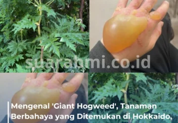 Peringatan Serius: Tanaman Berbahaya Mengancam 1,6 Juta Rumah di Inggris
