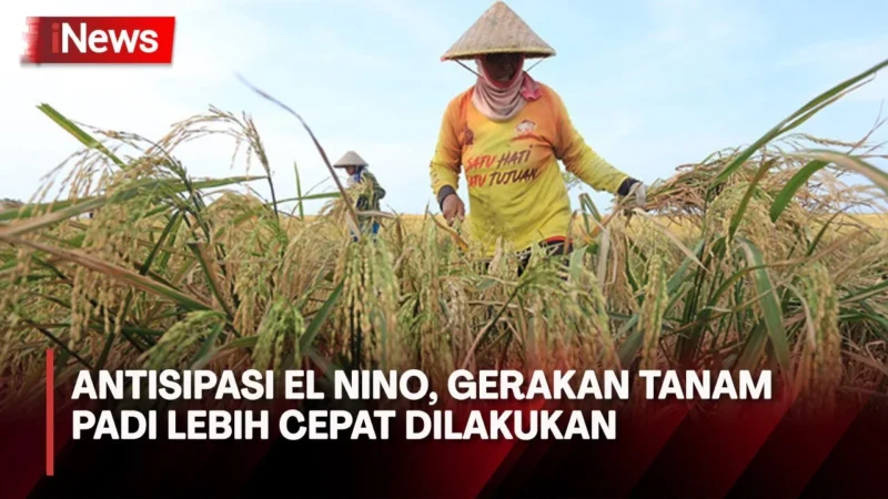 Petani Padi Filipina Hadapi Tantangan Besar Akibat Kenaikan Harga BBM dan El Nino