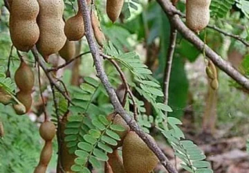 Pohon Asam, Penebar Kesehatan di Pedesaan Pos