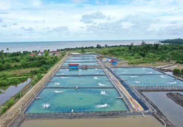 Prabowo Percepat Pembangunan Tambak Ikan-Udang untuk Meningkatkan Produksi Protein Rakyat dan Ekspor