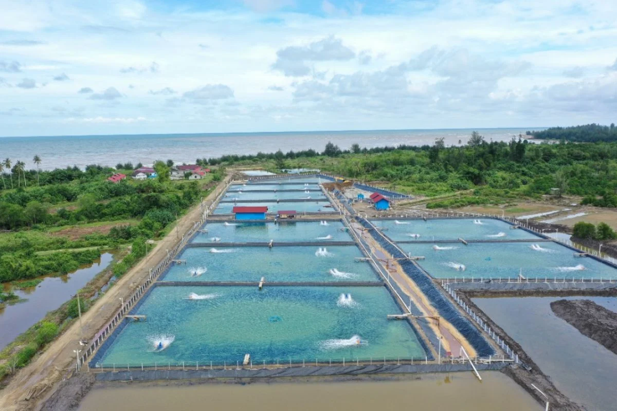 Prabowo Percepat Pembangunan Tambak Ikan-Udang untuk Meningkatkan Produksi Protein Rakyat dan Ekspor