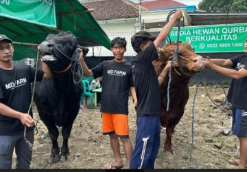 Prabowo Subianto Membeli Sapi Kurban Berbobot 1,1 Ton dari Peternak Sukabumi