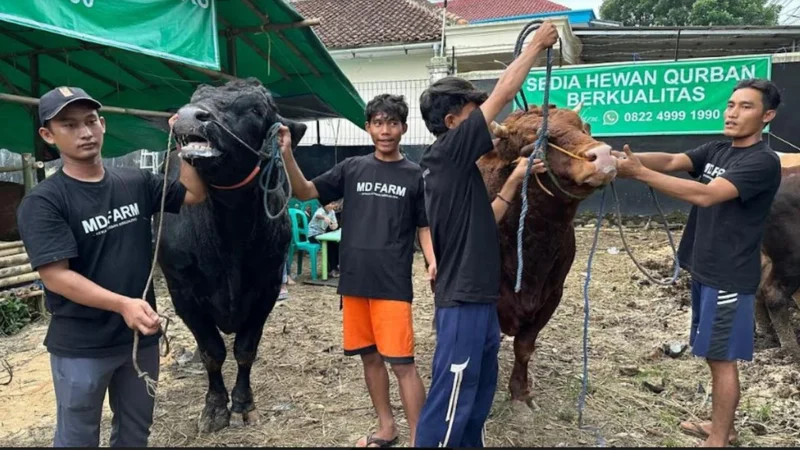 Prabowo Subianto Membeli Sapi Kurban Berbobot 1,1 Ton dari Peternak Sukabumi
