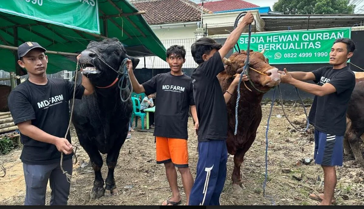 Prabowo Subianto Membeli Sapi Kurban Berbobot 1,1 Ton dari Peternak Sukabumi