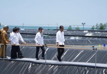Presiden Jokowi Dorong Budidaya Udang Modern untuk Tingkatkan Ekspor Indonesia
