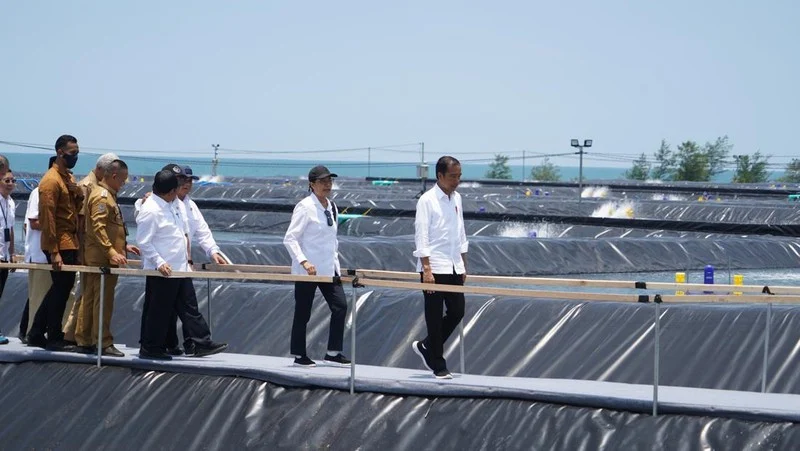 Presiden Jokowi Dorong Budidaya Udang Modern untuk Tingkatkan Ekspor Indonesia