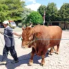 Presiden Prabowo Salurkan 34 Ekor Sapi Kurban untuk Masyarakat di Sumut: Suasana Iduladha di Provinsi Utara