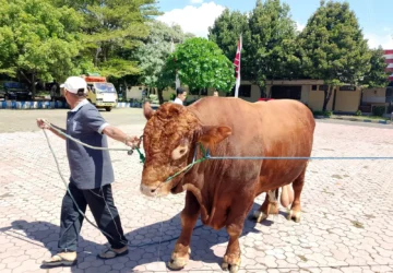 Presiden Prabowo Salurkan 34 Ekor Sapi Kurban untuk Masyarakat di Sumut: Suasana Iduladha di Provinsi Utara