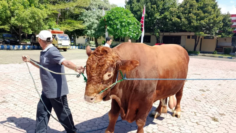 Presiden Prabowo Salurkan 34 Ekor Sapi Kurban untuk Masyarakat di Sumut: Suasana Iduladha di Provinsi Utara