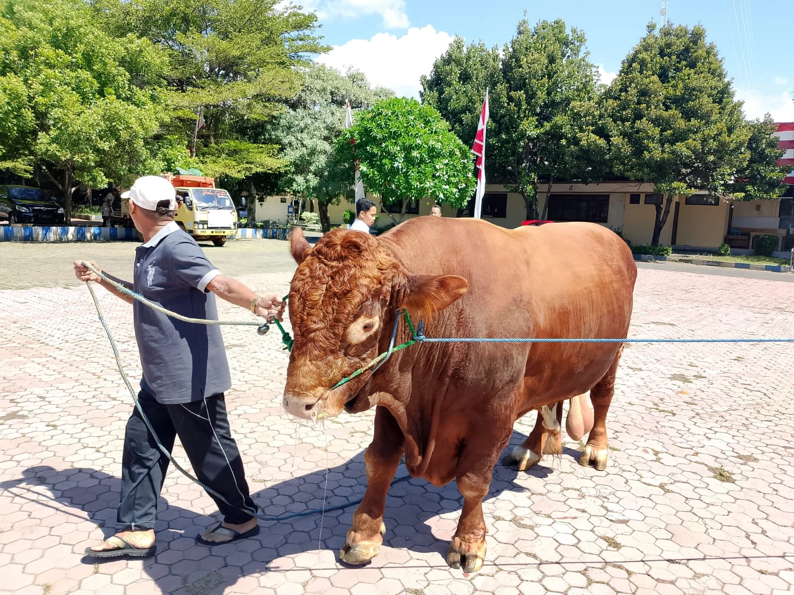 Presiden Prabowo Salurkan 34 Ekor Sapi Kurban untuk Masyarakat di Sumut: Suasana Iduladha di Provinsi Utara