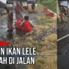 Ribuan Ekor Ikan Lele Tumpah di SPBU Klaten, Masyarakat Bantu Punguti