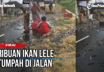 Ribuan Ekor Ikan Lele Tumpah di SPBU Klaten, Masyarakat Bantu Punguti