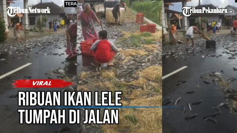Ribuan Ekor Ikan Lele Tumpah di SPBU Klaten, Masyarakat Bantu Punguti