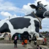 Sapi Viral dari Boyolali: Gembul, Sapi ‘Rupawan’ yang Menghebohkan Dunia Maya