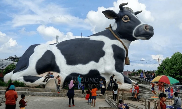 Sapi Viral dari Boyolali: Gembul, Sapi ‘Rupawan’ yang Menghebohkan Dunia Maya