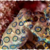 Spesies Gurita Biru Mini Ditemukan di Laut Galapagos