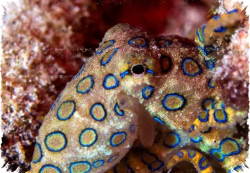 Spesies Gurita Biru Mini Ditemukan di Laut Galapagos