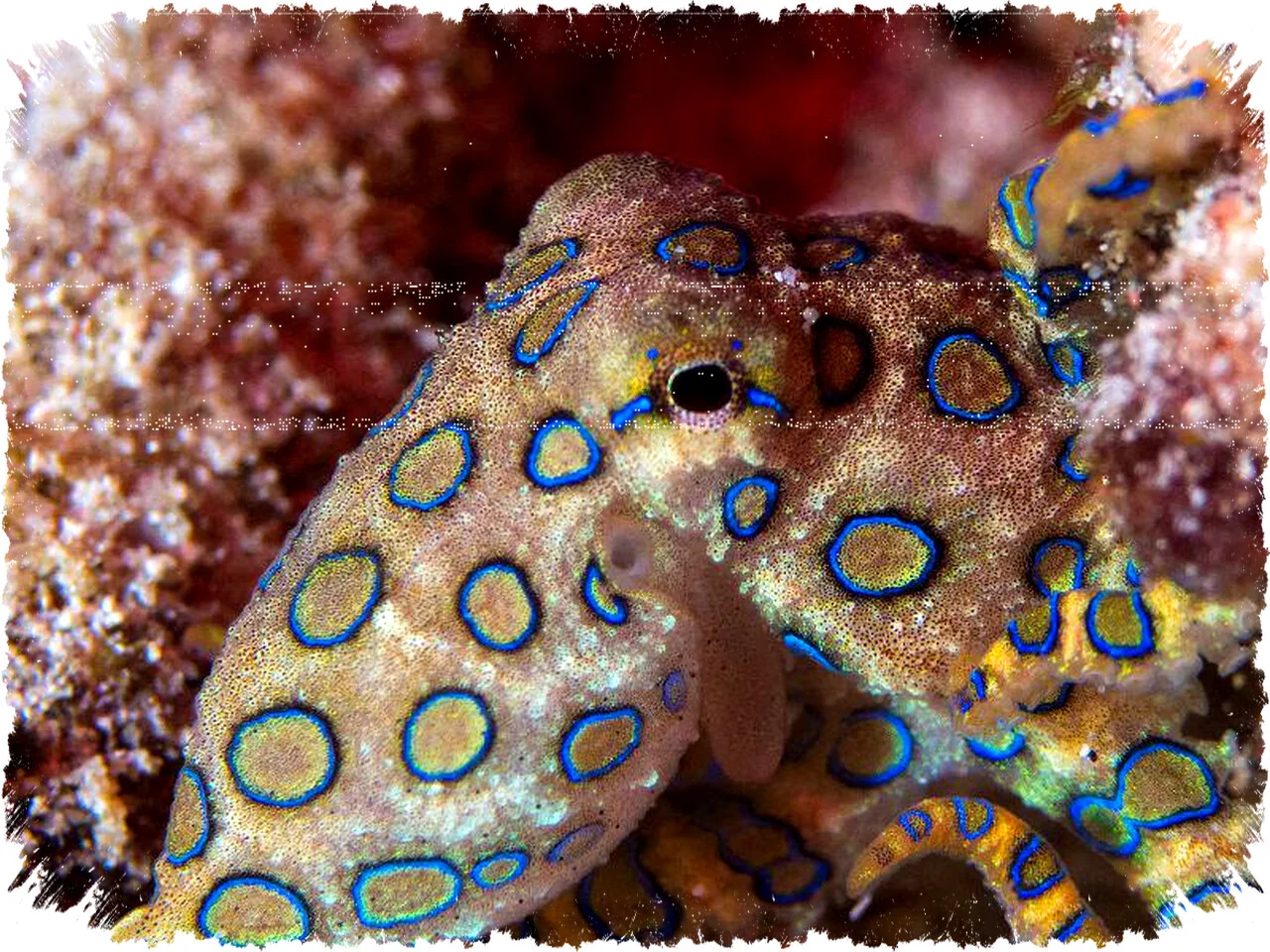 Spesies Gurita Biru Mini Ditemukan di Laut Galapagos