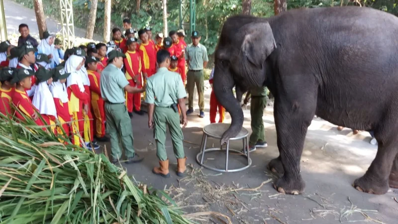 Suku Petit Robert di Kamerun: Menguak Kekuatan Pengetahuan Lokal dalam Konservasi Hewan