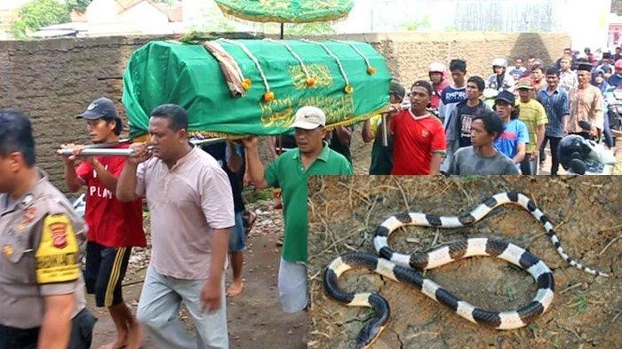 Tragedi di Bogor: Dua Pemuda Dipatuk Ular Weling, Satu Tewas dan Satu Kritis
