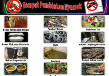 Google Mengembangkan Teknologi AI untuk Mengeliminasi Penyakit Melalui Pembiakan Nyamuk