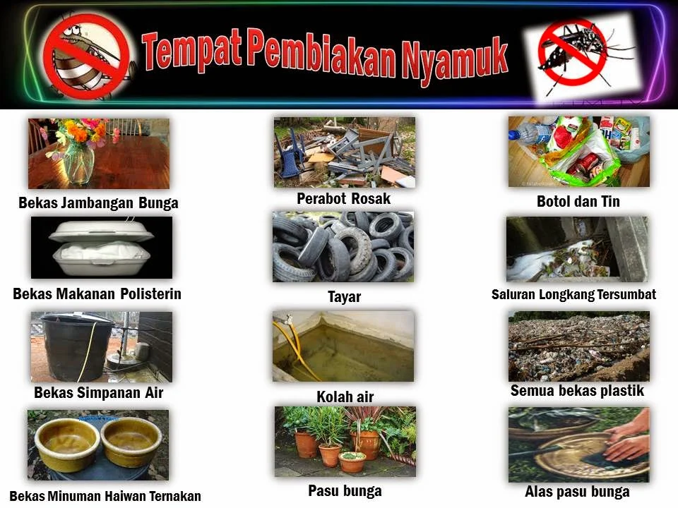 Google Mengembangkan Teknologi AI untuk Mengeliminasi Penyakit Melalui Pembiakan Nyamuk