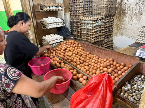Harga Telur Ayam Ras Rendah Akibat Produksi Melimpah dan Pasar yang Tidak Serap Maksimal