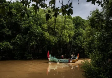 Hutan Bakau Tumbuh Kembali, Namun Perjuangan Lingkungan Belum Selesai