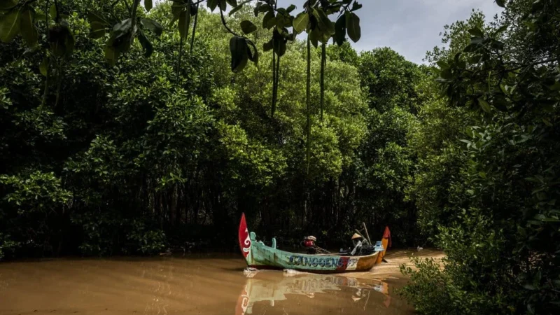 Hutan Bakau Tumbuh Kembali, Namun Perjuangan Lingkungan Belum Selesai