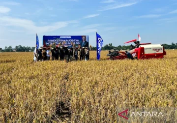 Indonesia Targetkan Produksi Padi 12,4 Ton/Hektar dengan Sitem Farming Baru
