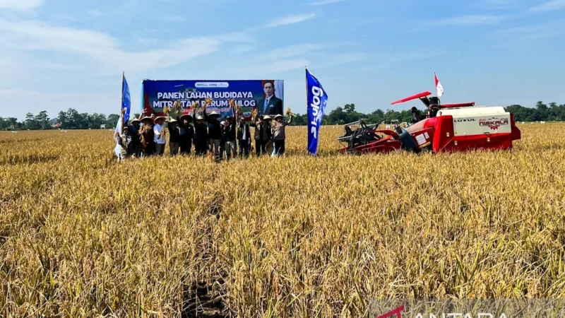 Indonesia Targetkan Produksi Padi 12,4 Ton/Hektar dengan Sitem Farming Baru