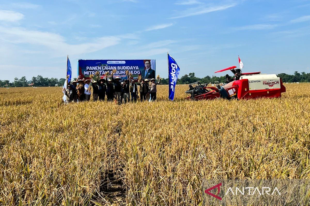 Indonesia Targetkan Produksi Padi 12,4 Ton/Hektar dengan Sitem Farming Baru