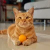 Kucing Peliharaan: Pembawa Ketenangan dan Kehidupan yang Lebih Baik