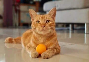 Kucing Peliharaan: Pembawa Ketenangan dan Kehidupan yang Lebih Baik