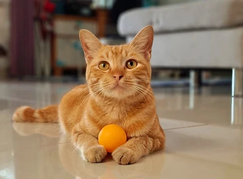 Kucing Peliharaan: Pembawa Ketenangan dan Kehidupan yang Lebih Baik