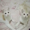 Kucing: Teman Yang Selalu Tersedia
