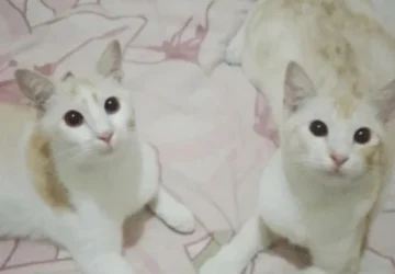 Kucing: Teman Yang Selalu Tersedia