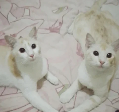 Kucing: Teman Yang Selalu Tersedia