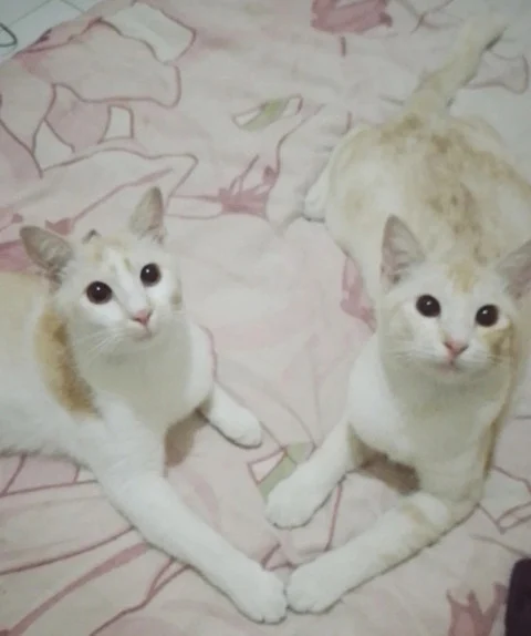 Kucing: Teman Yang Selalu Tersedia