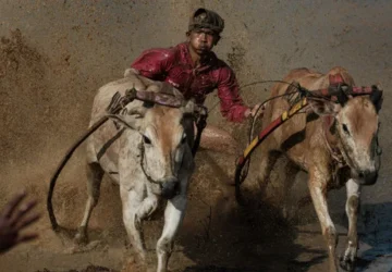 Pacu Jawi di Tanah Datar: Tradisi Balap Sapi yang Mengajak Syukur
