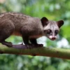 Paradoks Kopi Luwak: Mengapa Aset Budaya Indonesia Berpotensi Merusak