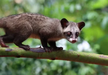 Paradoks Kopi Luwak: Mengapa Aset Budaya Indonesia Berpotensi Merusak