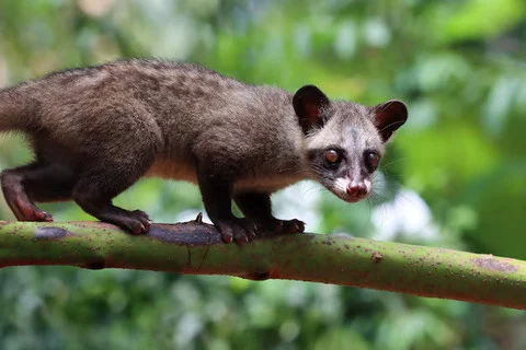 Paradoks Kopi Luwak: Mengapa Aset Budaya Indonesia Berpotensi Merusak