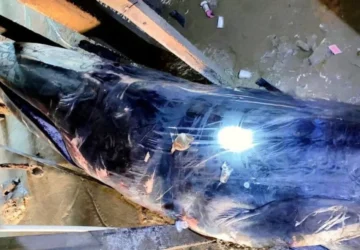 Paus 12 Meter Ditemukan Mati di Kolong Rumah Warga di Banyuasin