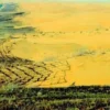 Great Green Wall China: Pohon-Pohon Tumbuh Lebih Cepat